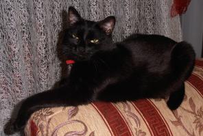 Кто тут котиков не любит ?