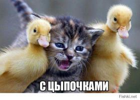 Гламурные снимки с животными