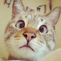 10 котов, которые попробовали валерьянку и кошачью мяту 