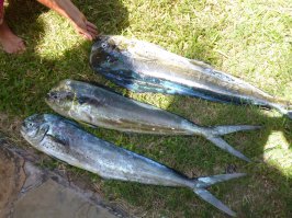 Там еще такие монстры водятся, рыбачили тоже в декабре в Кении. Правда это не наш улов)) поросили сфотать, туристы вернулись с глубоководной рыбалки. Как ее звать не знаю, выглядит жутковато