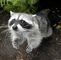 Кот в сапогах нервно курит в сторонке.