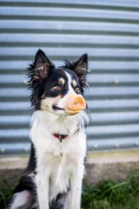 Мой хозяин - ИДИОТ