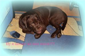 Так фоткается моя лабрушка