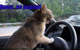 Кошки-мышки