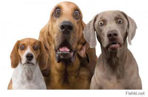 Общение с ГИБДД