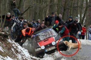 Самонавелся