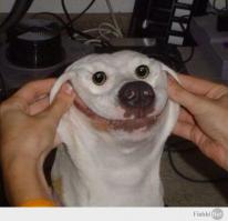 Похищение овцы