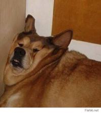 пост дерьмо