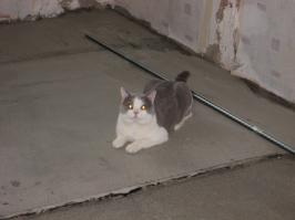 заливаем полы