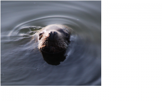 красотища !
в П.Камчатском вот эти морды не сильно обращают на людей внимание, заплывают в бухту  и заняты сами собой