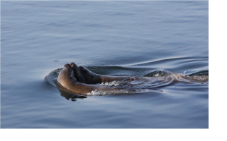 красотища !
в П.Камчатском вот эти морды не сильно обращают на людей внимание, заплывают в бухту  и заняты сами собой