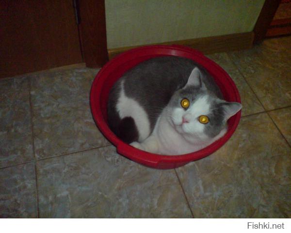Места, которые невозможно представить без котов