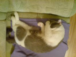 залез в сумку. готов к поездке на моря