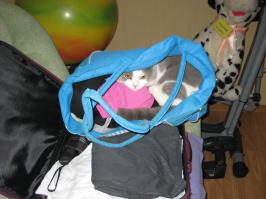 залез в сумку. готов к поездке на моря