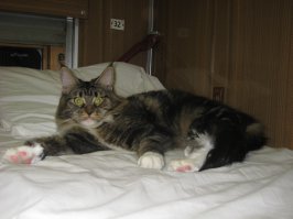 тоже как то попались соседи банда кошачья. ехали в Иркутск. но охотно позировал только один котенок мейкуна (ему если не ошибаюсь то пол года нету)