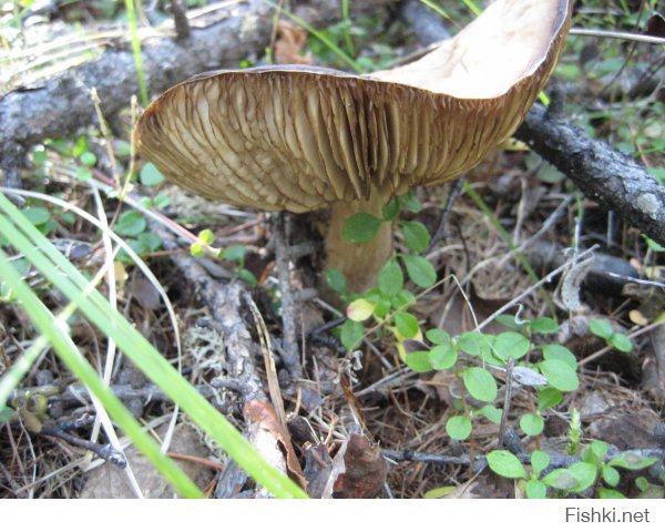 терпеть не могу москву. с ее толпами спешащих людей. чуть только оступишься и по тебе пойдут толпой.
почему не люблю москвичей ? из личных наблюдений.
напрмер 70% озадачены своим айкю. итд
у меня было много случаев в столице - в других городах такой проблемы не возникнет. а в столице за все плати. (включая платные парковки в спальных районах)
гаражи то поотнимали просто так !!!
я возвращаясь из командировки обычно отправляю часть багажа почтой и вот исколесив оочень много по столице в поисках почтового отделения (начиная от Наметкина - центральная сортировочная и до еще штуки 3. в двух не принимают посылки вообще, но уверяют, что по следующему адресу обязательно принимают)  я наконец то добрался до работающего отделения (где принимают посылки) и так получилось, что я добрался туда за 15 минут до закрытия на обед.....
я попросил оператора отпустить меня и согласился добавить к его зарплате 200 руб (это 10 лет назад деньги были не ахти какие, но и мне их тоже не вернут).
та сказала мало !!!!! увидев, что собираюсь отправлять (корпус от стоечного компа) - однозначно сказала, что не примет так как в стандартную коробку не влезет итд...... в общем потащил я его в гостиницу и решив, что заплачу лучше за перегруз на самолет (на работе жутко нужен был, а денег на это не выделяли). Там в гостинице было небольшое отделение и  там же просто завернули в картон и вся проблема была решена..... 
похожая ситуация не возникла бы в глубинке России, а в москве народ друг на друга озлоблен! и готовы сожрать друг друга ! так что завидуйте вы нам. 
предпоследнее озеро Байкал. на последнем щиток в лесу (место где берет сотовая связь МТС) заботливый человек соорудил и повесил для других путников, Надпись гласит: Где то здесь МТС. кто из москвичей  может похвастаться заботой о постороннем человеке ?