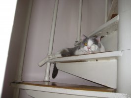 Любителям котов