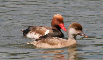 Красноносый нырок — птица из семейства утиных. Это довольно своеобразная утка, по биологическим особенностям являющаяся переходной формой между настоящими, или речными, утками и нырками.

Красноносый нырок - крупная массивная утка, весом от 1 до 1,5 кг. Самец красноносого нырка в весеннем наряде очень красив. Его легко отличить по большой ярко-рыжей голове, яркому красному клюву и красным лапам, чёрной груди и черному брюху. Самка однообразной светло-буроватой окраски со светлым низом и светлыми щеками. Самец летом похож на самку, но низ тела у него темнее, а голова более коричневая.

Полёт этого нырка более легкий, чем у уток, он летает охотнее и дольше их. Чаще выходит для кормежки на берег, передвигается по земле значительно свободнее других нырков, а при нужде довольно быстро бегает.