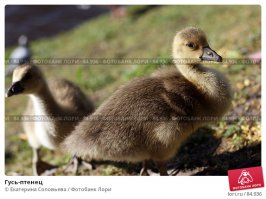 это все таки гусенок, но от этого он не менее мил чем утенок.
более длинное тело чем у утенка