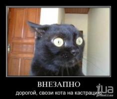 Кастрация кота в домашних условиях