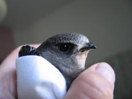 добавляю портрет счастливчика