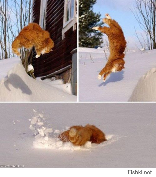 Зима - кошки торжествуют! 