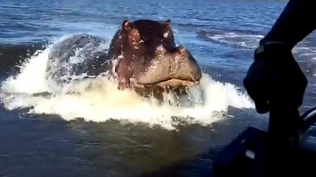 а потом милахи вырастают и охотятся на людей :) :):)