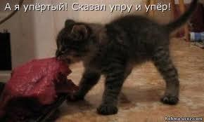 Лучшие фотографии кошек всех времен и народов