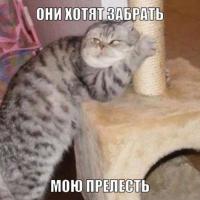 Лучшие фотографии кошек всех времен и народов