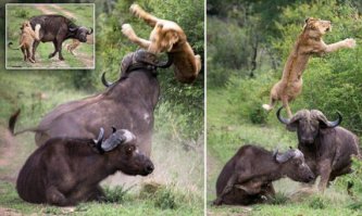 Отважная мать вырвала своего теленка из цепких лап льва