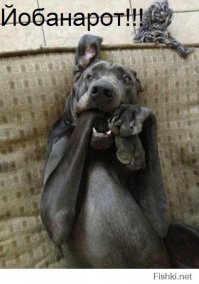 Огромный бегемот почти догнал катер