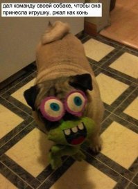 Собаки с игрушками — смешные моменты