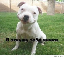 Собаки для поднятия настроения