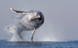 Самые большие животные в мире