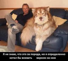 20 огромных собак, которые все еще щенки в душе