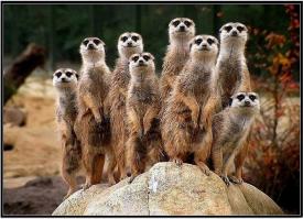 Сурикаты!!