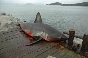 так и раньше там акул не маленьких ловили