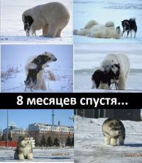 Медведи учат медвежат быть медведями