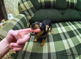 Животные, которые не сомневаются в своей крутости