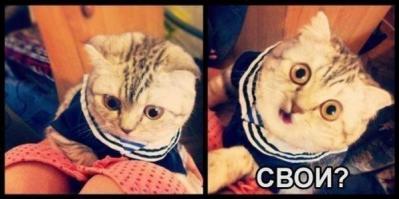 Стильные кошки, которые заставят вас почувствовать себя немодными 