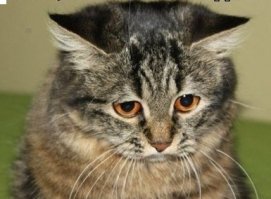 Грустный котэ. отечественный вариант.