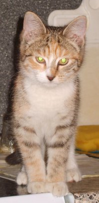 Убить? Вот ЭТО? За какую-то ёлку? ))