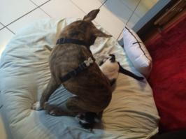 Обнаглевшие коты