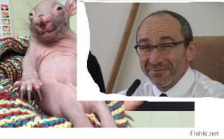 56 примеров забавного и неожиданного сходства