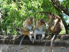 самые опасные попрошайки на острове