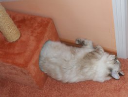 Забавные и симпатичные котики