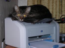 Мой кошак! Здесь ему еще где-то полгода!