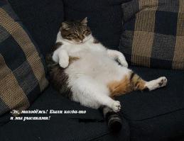 Котики атакуют