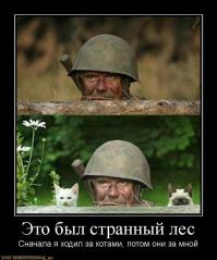 Коты помощники 