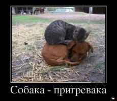 Псы, которые могут прекрасно обойтись без хозяев